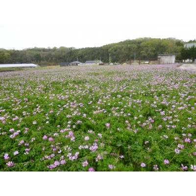 自然が生んだスーパーフード　生はちみつ　200g×2本(津山産)