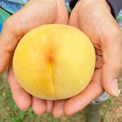 【2026年先行予約】8月上旬頃より発送予定・岡山県産・マンゴーの様な黄色い桃・黄金桃(2kg箱)