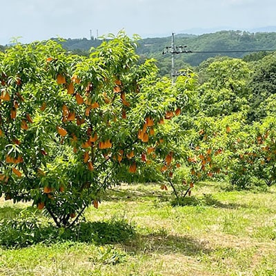 【2026年先行予約】8月上旬頃より発送予定・岡山県産・マンゴーの様な黄色い桃・黄金桃(2kg箱)