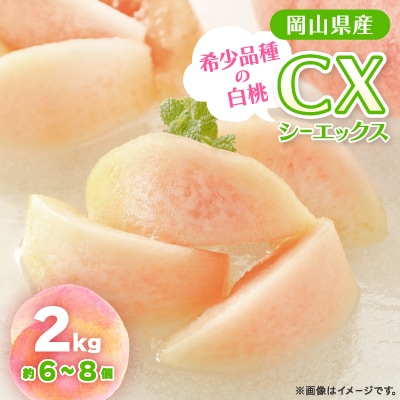 【2025年先行予約】2025年10月上旬頃より発送予定・希少品種の岡山の白桃・CX(2kg箱)