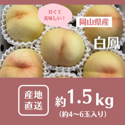 【2025年先行予約】2025年7月中旬頃より発送予定・岡山の白桃・白鳳(1.5kg箱)