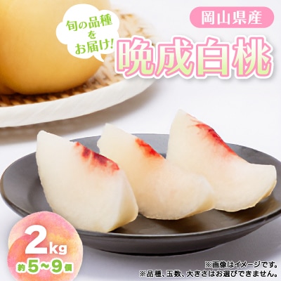 【先行予約・2026年9月上旬頃より発送予定】しっかりした果肉と果汁たっぷり岡山の白桃(2kg箱)