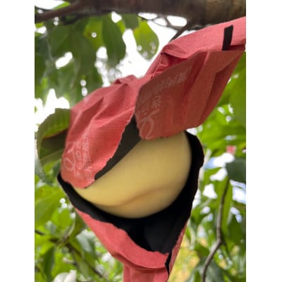 【先行予約2026年9月上旬頃より発送予定】しっかりした果肉と果汁たっぷり岡山の白桃(1.5kg箱)