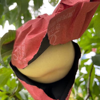 【先行予約2026年9月上旬頃より発送予定】しっかりした果肉と果汁たっぷり岡山の白桃(1.5kg箱)