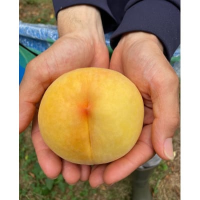 【2026年先行予約】8月上旬頃より発送予定・岡山県産の黄色い桃・黄金桃(3個入り)