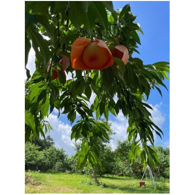 【2026年先行予約】8月上旬頃より発送予定・岡山県産の黄色い桃・黄金桃(3個入り)