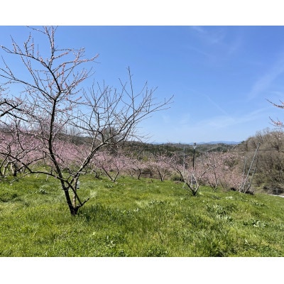 【2026年先行予約】8月上旬頃より発送予定・岡山県産の黄色い桃・黄金桃(3個入り)