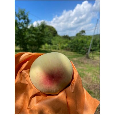 【先行予約】岡山の白桃・約1.5kg(3～6玉)7月上旬頃から8月上旬発送予定