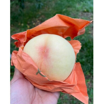 【先行予約】岡山の白桃・約2kg(5～9玉)7月上旬頃から8月上旬発送予定