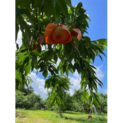 【先行予約】岡山の白桃・約1.5kg(3～6玉)7月下旬頃から9月上旬頃発送予定