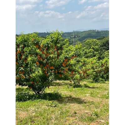 【先行予約】岡山の白桃・約1.5kg(3～6玉)7月下旬頃から9月上旬頃発送予定