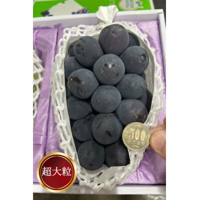 岡山県産 ぼっけえ大粒ニューピオーネ1房(800g以上) 化粧箱入り