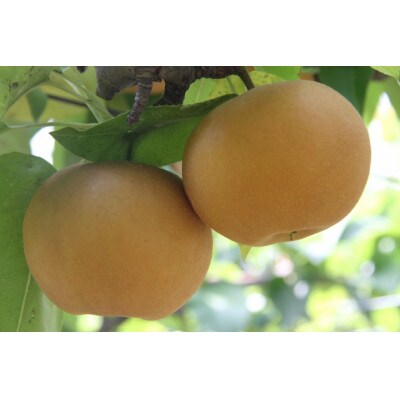 岡山県産 あたご梨 4～7玉(約4kg) 化粧箱入り