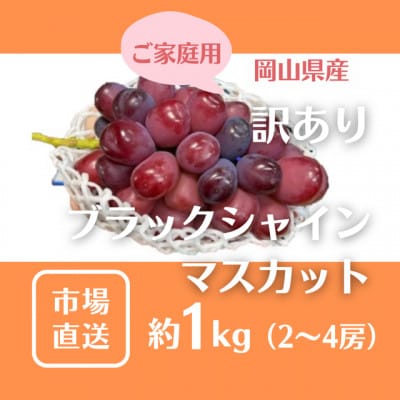 ご家庭用(訳あり) 岡山県産 ブラックシャインマスカット 2-4房(約1kg)