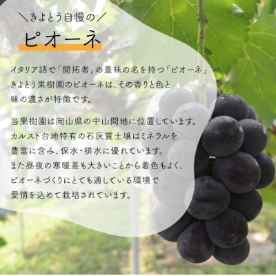 【きよとうファーム】ピオーネ 甘さも濃厚 大サイズ2房入(岡山県産)