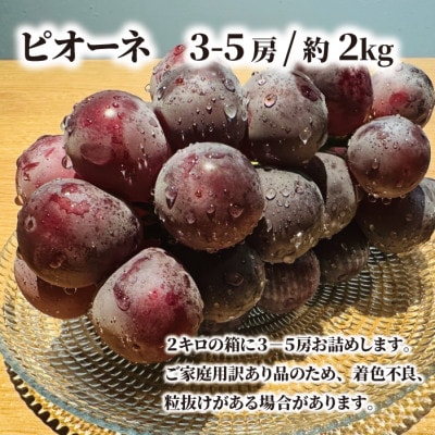 【きよとうファーム】【訳あり】ピオーネ ご家庭用 3-5房入/計2kg～(岡山県産)