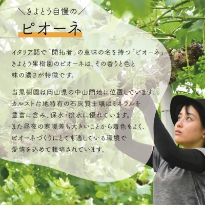 【きよとうファーム】【訳あり】ピオーネ ご家庭用 3-5房入/計2kg～(岡山県産)