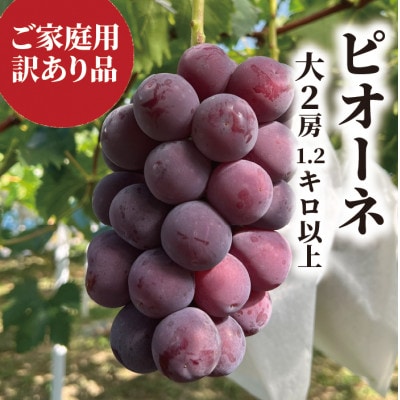 【きよとうファーム】【訳あり】 ピオーネ ご家庭用 大2房入/計1.2kg～(岡山県産)