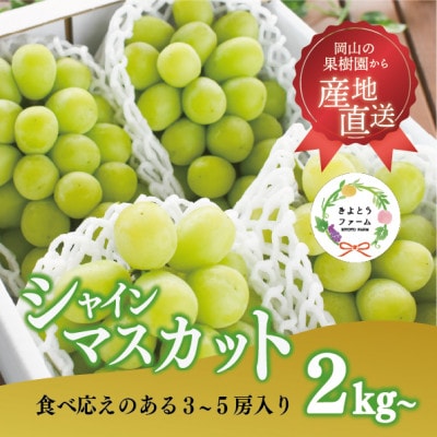 【2026年先行予約】シャインマスカット3-5房/計2kg～(岡山県産)
