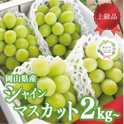 シャインマスカット 3-5房/計2kg～ (岡山県産) 果樹園こだわりの「きよとう」シャイン!