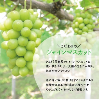 【2026年先行予約】シャインマスカット3-5房/計2kg～(岡山県産)