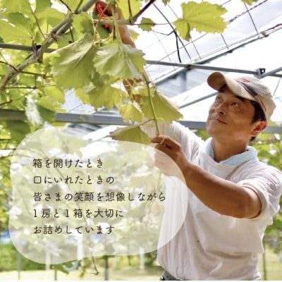 【2026年先行予約】シャインマスカット3-5房/計2kg～(岡山県産)