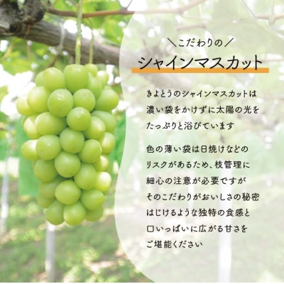 【2026年先行予約】シャインマスカット 上級品 大3-5房/計2.4kg～(岡山県産)