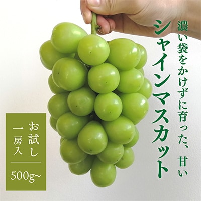 【お試し便】シャインマスカット 1房入 500g～　(岡山県産) きよとう果樹園のこだわりシャイン