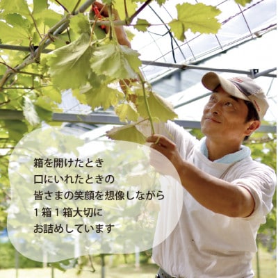 【2026年先行予約】【厳選品】大粒シャインマスカット1房/700g以上(岡山県産)