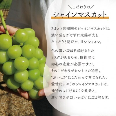 【きよとうファーム】シャインマスカット&紫苑 上級品 大房3-5房入/計2.4kg～(岡山県産)