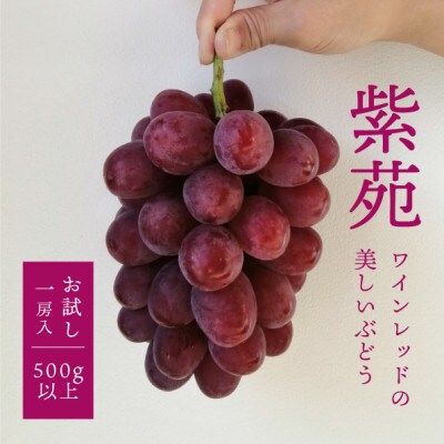 【924】【お試し便】紫苑(しえん) 1房500g～(岡山県産)