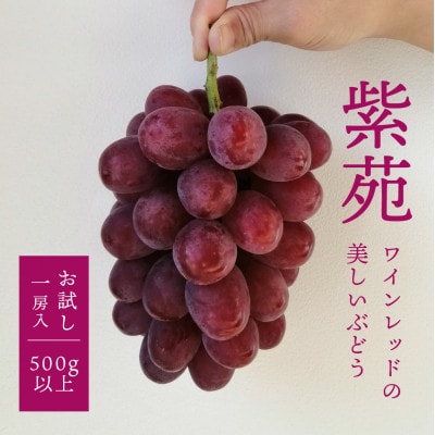 【きよとうファーム】【お試し便】 紫苑(しえん) 1房500g～(岡山県産)