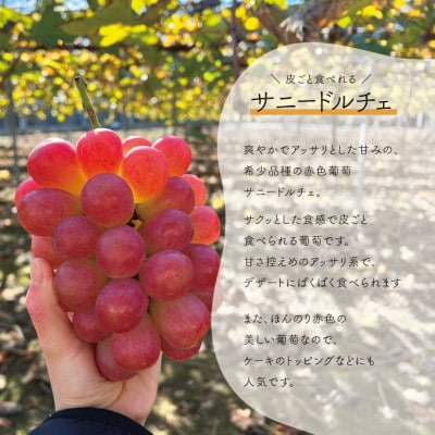 【きよとうファーム】シャインマスカット&希少品種のサニードルチェ 3-5房/計2kg~(岡山県産)