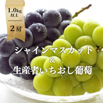 【きよとうファーム】シャインマスカット&生産者いちおし葡萄 2房合わせて/約1kg～(岡山県産)