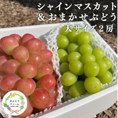 シャインマスカット&生産者いちおし葡萄 大サイズ 2房入/計1.3kg～ (岡山県産)