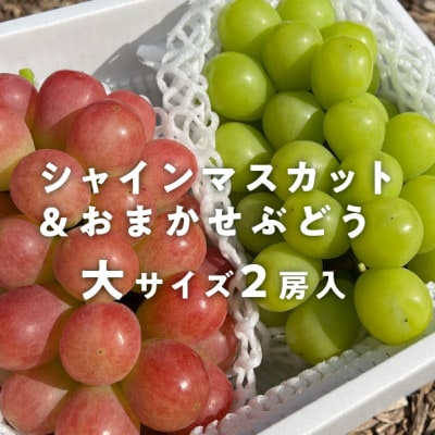 【きよとうファーム】シャインマスカット&生産者いちおし葡萄 大サイズ2房入(岡山県産)