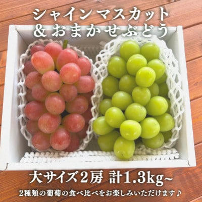 シャインマスカット&生産者いちおし葡萄 大サイズ 2房入/計1.3kg～ (岡山県産)