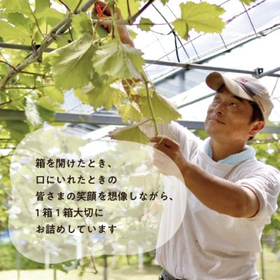 【きよとうファーム】シャインマスカット&生産者いちおし葡萄 大サイズ2房入(岡山県産)