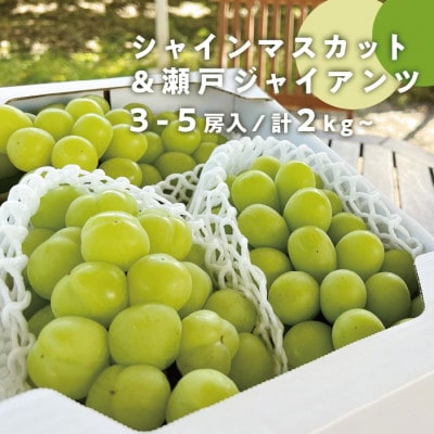 【きよとうファーム】秋の葡萄 シャインマスカット&瀬戸ジャイアンツ 3-5房/計2kg(岡山県産)