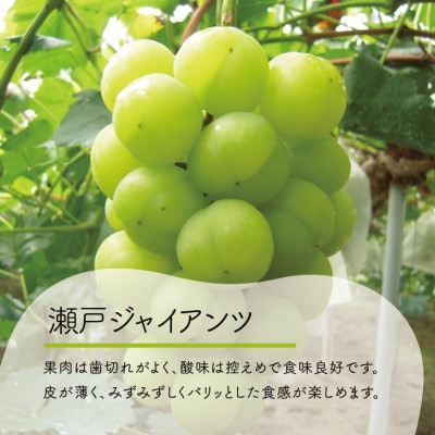 【きよとうファーム】秋の葡萄 シャインマスカット&瀬戸ジャイアンツ 3-5房/計2kg(岡山県産)