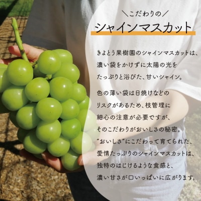 【きよとうファーム】秋の葡萄 シャインマスカット&瀬戸ジャイアンツ 3-5房/計2kg(岡山県産)