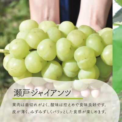 【きよとうファーム】シャインマスカット・瀬戸ジャイアンツ・紫苑　大3-5房 計2.4kg～/岡山県