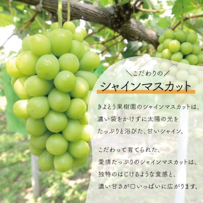 【きよとうファーム】シャインマスカット・瀬戸ジャイアンツ・紫苑　大3-5房 計2.4kg～/岡山県