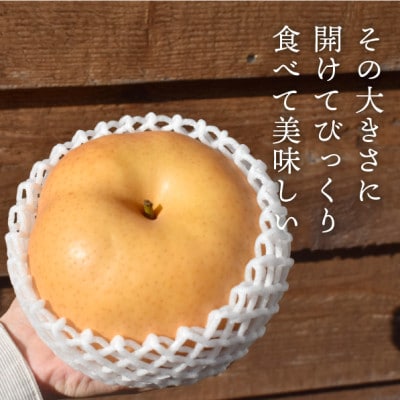 【きよとうファーム】あたご梨 ご家庭用1玉入 /1kg~(岡山県産)