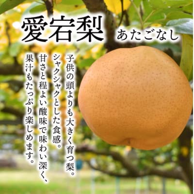 【2025年発送】あたご梨 上級品 2玉入(1.2kg級/玉)(岡山県産)  お歳暮やギフトにも