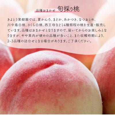 【きよとうファーム】旬採り桃の上級品5-7玉入(岡山県産)