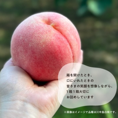 【きよとうファーム】旬採り桃の上級品5-7玉入(岡山県産)