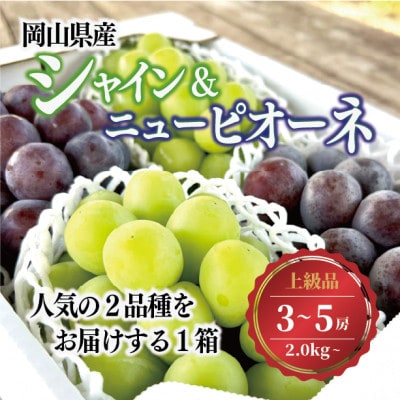 【2026年先行予約】シャインマスカット&ピオーネ 3-5房入/計2kg～(岡山県産)