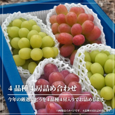 【きよとうファーム】【厳選品】ぶどう4品種 4房入 リズムボックス(岡山県産)