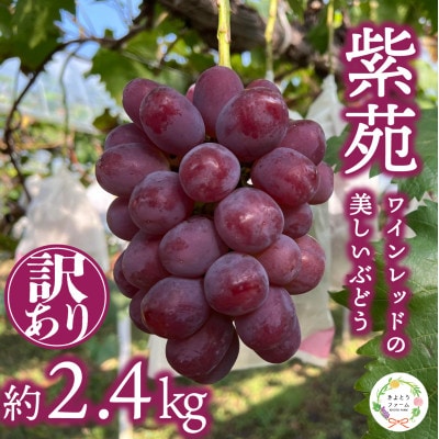 2025年発送!訳ありご家庭用 「紫苑(しえん)」/約2.4kg(岡山県産) 冬限定